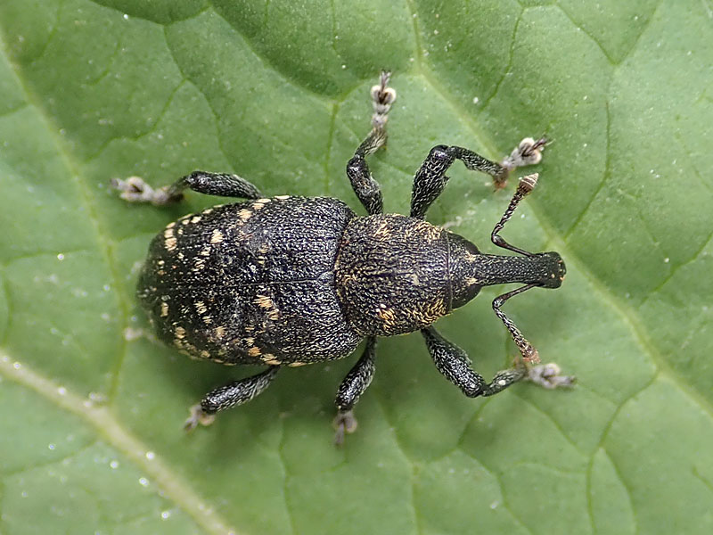 Curculionidae: Liparus ??  No, Hylobius abietis